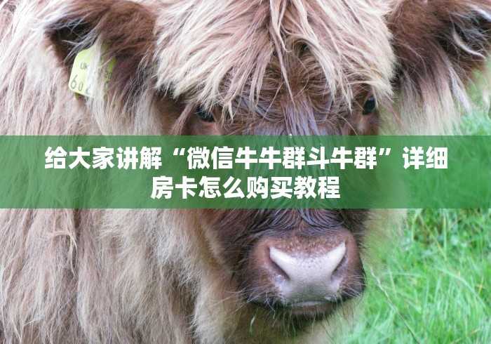 给大家讲解“微信牛牛群斗牛群”详细房卡怎么购买教程